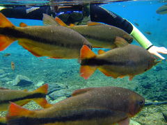 自然の水族館と青の洞窟　ボニート