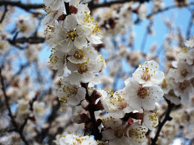 2007春、トルコ旅行記1(13/15：写真補遺)：カッパドキア(3)、陶芸工房、絨毯工場