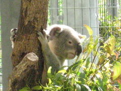 鹿児島 その１ 平川動物公園