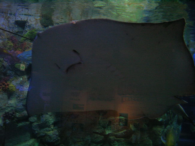 　サンシャイン国際水族館の招待券を貰ったので早速行く事にしました！大人1800円が無料とはうれしいかぎりです。<br />　どうせならナンジャタウンで餃子やデザートも食べたい！と、まずはそちらから。入場料300円を支払い中へ入ると、平日なのに親子連れ、カップルなどなど人が多い。何故なのかなァ？と思いつつ、アトラクションもあるのだけれど、お金もかかるし、今回の目的は水族館だからとりあえず「餃子スタジアム」で腹ごしらえをして、東京デザート共和国でお茶。しかし、まったりし過ぎたようであっと言う間に16:00。待ち合わせは13:00だったのに～。<br />　さ、今日のメイン、サンシャイン国際水族館へ急がねば。でも、やはり遅すぎた様子。アシカショーやペンギンのお食事等は終了。大ショック。気を取りなおして、魚を見よう、と練り歩く。でも、ラッコは妊娠中とかで、モニターでしか見ることが出来ませんでした。残念。40分程度海中、川中散歩はここが都会である事を少しだけ忘れさせてくれました。<br />　外のエリアへ行くと、Zoo-Zoo広場というペンギン、ペリカン、カワウソなどを間近に見ることが出来るエリアがあり、その中でもZoo-Zooハウスは水族館なのにアリクイなどの動物が目の前に！でも、触れてはいけないので、動物のほうから近寄って来ても飼育員さんに離されてしまうのがちょっと切ない。<br />　そして、水族館横には～7月１日まで「わんタッチにゃんタッチ広場」があり、水族館の半券を持っていると入場料500円が200円になる、とのこと。商売上手だわ、と思いつつ、200円なら、、、と入場。しかし、ワンワンエリアは犬が人を選んで寄って来るような感じで、待っていたけれど一匹も寄ってこないので、諦めてキャットエリアへ。こちらも結局、飼育員さんに慣れており、猫からは人間はもう面倒といった感じがひしひしと伝わってくるけれど、猫は基本おとなしくしているので、撫でる事は出来ました。<br />　サンシャインシティを後にして、池袋東武へ。ここには、今、話題のバームクーヘン屋さんが入っているので行って見たけれど、その場で焼いている当日分は売切れ。真空パックになっている日持ちがするものはまだ売っていましたが、どうせなら焼き立てが欲しいもん！と今回は購入断念。<br />　じゃあ、夕食だー、とメトロポリタンのレストラン街へ。食べ放題にも惹かれたけれど、そんなにたくさん食べられなさそうだったので、ティーヌーンというトムヤムヌードルが有名なタイ料理屋さんへ。久しぶりにタイ料理を食べるとおいしいなぁ。またタイへ行きたくなってしまいましたね。