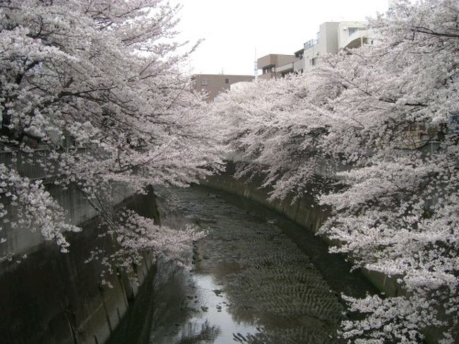 神田川のお花見にいく 早稲田 高田馬場 東京 の旅行記 ブログ By しょこくまさん フォートラベル
