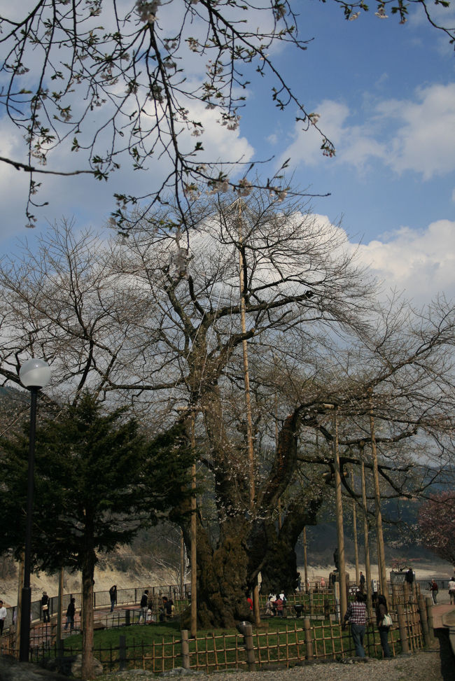 2006年の桜咲く頃、drakenは某トラベラーさんから荘川桜の<br />リクエストをいただきました。<br /><br />しかし、昨年のＧＷはすでに屋久島行きが決まっていたため行く事ができませんでした。<br /><br />リクエストされたトラベラーさんはすでに忘れているかもしれませんが、drakenは一年後の今年のＧＷについに約束の『荘川桜』の下にやって来ました。<br /><br />その巨大な２本の桜に秘めた感動ストーリーを少しでも<br />みなさんにお伝えできればいいな。