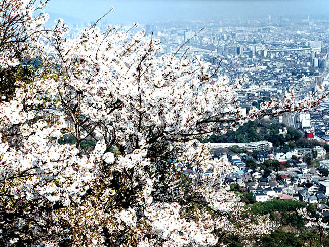 1泊2日で、神戸のお花を楽しんできました♪<br /><br />今回は、その1日目　”須磨浦公園で桜！”です。<br />須磨浦公園は、神戸の「花の名所50選」にも選ばれている桜の名所。<br />約3200本もの桜が瀬戸内海を望む園内を彩ってます。<br />ロープウェイやカーレーター・リフトなどを乗り継いで<br />頂上まで行き、そこから眺めた瀬戸内海と桜はとっても素敵でした。<br />また、そよ風がとても清清しく、ベンチの上でお昼寝〜〜って<br />気分で気持ちよかったです。<br /><br />最高のお花見スポットだと思います。<br /><br />須磨浦公園　http://www.kobe-park.or.jp/sumaura/
