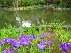 花菖蒲・紫陽花咲く梅宮大社　