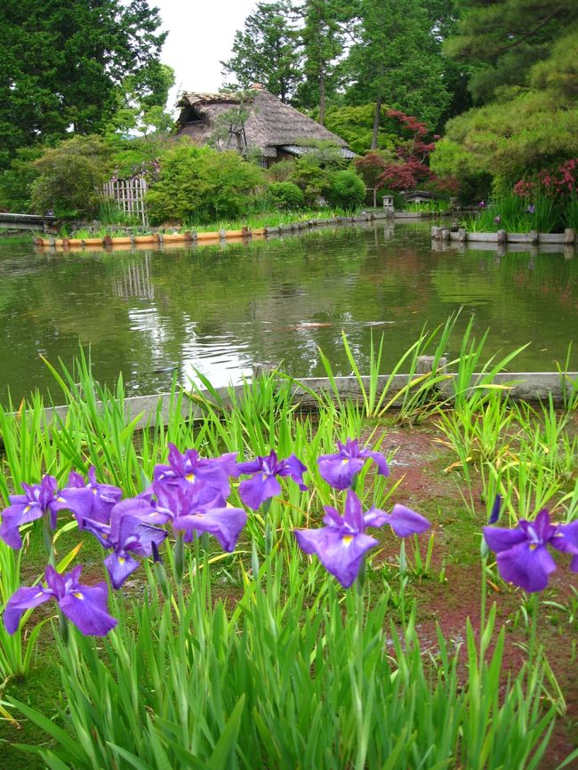 梅の名所で知られる梅宮（うめのみや）大社の花菖蒲を愛でに<br /><br />なんと神苑内では花菖蒲だけでなく<br />まだ見頃とは言えませんが<br />紫陽花・サツキ・蓮も楽しむ事が出来ました。<br /><br />いずれ菖蒲(アヤメ）か杜若〜と言いますが<br />花びらの基、中央に<br />黄色い筋が入ったのんが菖蒲<br />白い筋が入ったのんが杜若<br />網目模様のんがアヤメ<br />らしいのですが、お恥ずかしい話よう分からん。。。<br />ただ確かに今回愛でた花は中心部分が黄色でした。<br />また花菖蒲は豪華にみえますねぇ。<br /><br />紫陽花は<br />６０種５００本が植えられているそうです。<br />まだ小株が多いのですが数年先が楽しみなほど珍種揃いで<br />楽しめました。