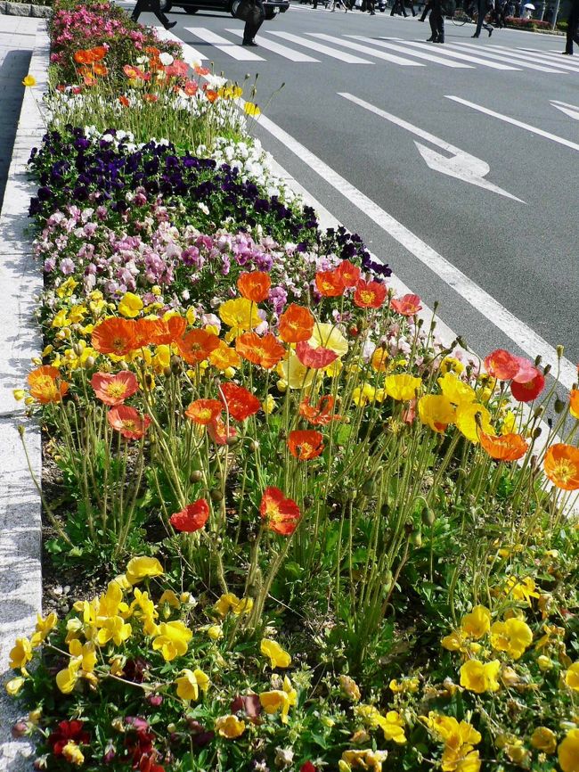 「なにわのメインストリート」御堂筋は「大阪の顔」として花壇が造られ彫刻が並んでいる。花壇や彫刻を眺めながら御堂筋を散歩するのも楽しい。<br />(写真は堂島川沿いの御堂筋の花壇)<br /><br /><br />