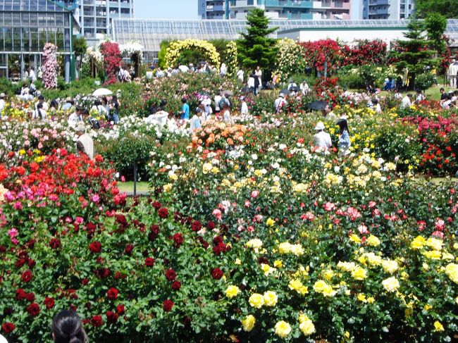 　八千代市にある京成バラ園に行ってきました。<br />華麗なるバラ園！<br />花好きバラ好きには楽園。<br />年々素晴らしくなると同時に、道路はバラ渋（バラ園の満開時期に近隣の道路が渋滞）で、八千代台駅近くから始まっている。<br />１６号、２９６号線共にバラ渋で自動車が進まない！<br />チケット売り場には長蛇の列ができていました。