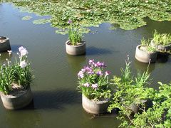 福岡の休日・・・その?舞鶴公園ハイキング・・花菖蒲を愛でる