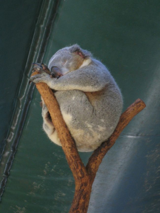 オーストラリアといったら、<br />やっぱりコアラでしょう。<br />ということで、<br />シドニーに到着して、早速コアラを見に行きました。<br /><br />シドニーには「タロンガズー」という動物園がありますが、<br />今回は某HPで紹介されていた<br />「コアラ・パーク」に行くことにしました。<br /><br />コアラ、触りましたよ。<br />ふかふかでした。