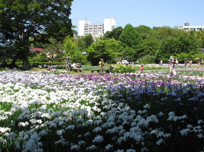 花菖蒲は、昭和４６年佐倉市の「市の花」に指定されています。菖蒲園が、国道２９６号線の鹿島川の畔から、佐倉城址公園内に移設されてから、ずいぶん経ちますが、現在では約５０種９千株に増えています。今年は、６月４日（土）・５日（日）の１０：００〜１６：００に、「第２０回佐倉城下町菖蒲まつり」が催されます。野点や筝曲演奏のほか地元のお土産屋や模擬店などが出店します。初夏の一日、ぶらり遊びに行ってみませんか。「佐倉の菖蒲娘」もお待ちしています。お車で来られる方は、佐倉城址公園の自由広場と歴史民族博物館の駐車場が無料で利用できます。<br /><br />2007/06/08 第１版<br />2010/06/10 第２版<br />2011/06/12 第３版<br />2012/06/17 第４版<br />2013/06/01 第５版<br />2016/06/05 第６版