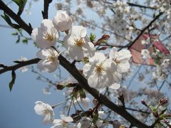 2007年04月、関内大岡川で桜見物（１）