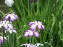 雨上がり　明治神宮の花菖蒲