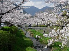 桜紀行。やまぐちのたび