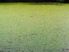 初夏の花を楽しみに～神戸市立森林植物園～