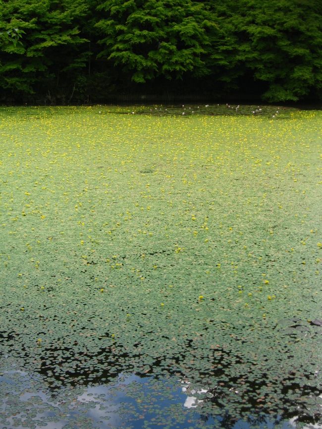 森林を散策しながら初夏の花を楽しみに<br />中でも「幻の花」と言われるシチダンカが見たくって<br />六甲山の森林植物園に行って来ました。<br /><br />名神高速の西宮インターを過ぎた辺りから<br />ポツポツと雨が降り出し阪神高速に入ると一層激しくなり<br />「行き先は山やからなぁ・・どうする?神戸の予報は曇りなのにぃ」と言いながらも<br />表六甲ドライブウエイから六甲山牧場へと<br />いやいや「止むって~!」とお互い晴れ男女を自認しつつ<br />森林植物園へ<br /><br />果たして~