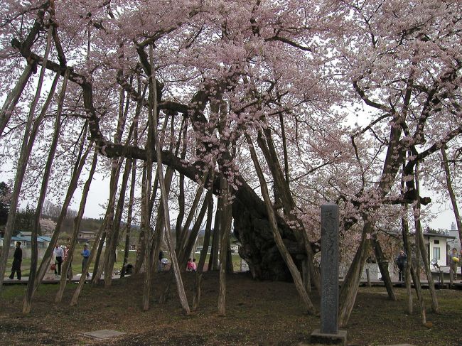 随分前に、テレビで紹介されたのを見てから、気になっていた山形県の「久保桜」。なかなかタイミングが合わず、初めて知ってから１０年も経ってしまいました。この年は満開がGWと重なったので、ようやく訪問が実現しました。<br /><br />樹齢が１０００年を越していますが、よく手入れがされているようで、立派な花を咲かせていました。<br /><br />ちょっと不便そうな場所にありそうなので、今回は自宅から車で行って来ました。