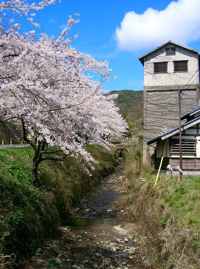 相川地区の佐渡金山で行われる金山祭りです。<br />桜の季節に行われ郷土芸能が披露されます。