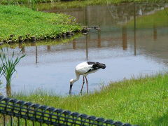 山陰海岸国立公園と天橋立観光：コウノトリの郷公園