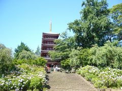 アジサイの寺　千葉県・本土寺へ【2007年6月】