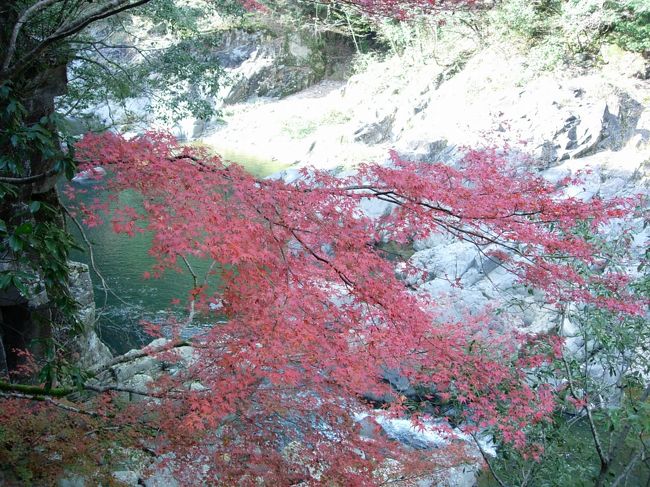 落ち葉をひろいにいきましょう。<br /><br />色とりどりでキレイなはず。<br />めざせ☆真っ赤な紅葉とあざやかな銀杏の長門峡!