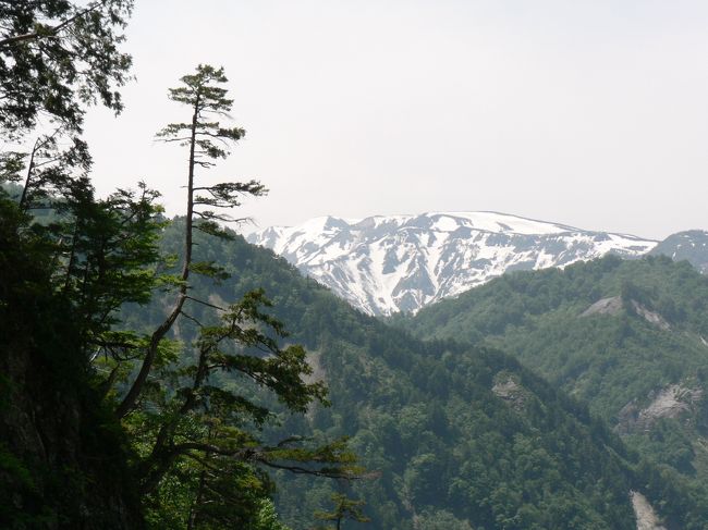 ６月１３日お休みが取れたのでかねてから行きたかった白山スーパー林道へ行ってきました。梅雨前の好天気で早朝３時起床、４時出発の日帰り強行軍ですが、遊びに行く時は早起きも平気！いざ出発！<br />名神高速栗東付近で朝日を拝み、多賀SAで朝食、昼の弁当も仕入れて北陸道福井北ICで降り、手取川沿いを北上、中宮料金ゲートで片道２４５０円（実は軽四の4駆です。これでどこまでも行きます。）を払い、いよいよ白山スーパー林道へ！<br />白山スーパー林道は霊峰「白山」の北側を石川県白山市から岐阜県白川郷までの全長33.3mの有料道路で、ブナの原生林、白山連峰の遠望、数多い滝群と渓谷美等々訪れた人を楽しませてくれる山岳観光ルートです。<br />今日は平日とあって車も少なく、駐車場がない所でも滝が見えれば道に車を停め、また姥ケ滝では遊歩道を２０分程歩くなど滝を眺めながらのドライブ。しばらく林道を上るとやがて白山が見え始め、駐車場があるたびに白山の遠望を楽しむ。今日は天気が良くて本当に最高の展望！<br />この後三方岩岳駐車場に向かう。