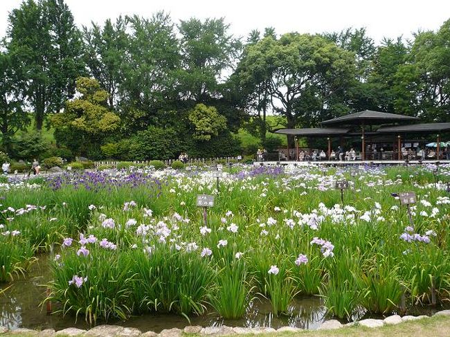 大阪 城北菖蒲園 大阪の旅行記 ブログ By かずみんさん フォートラベル