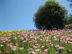 ゆりづくし　可睡ゆりの園