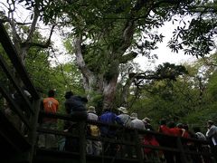 歩く!!屋久島（縄文杉登山）