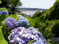 鎌倉の薔薇と紫陽花