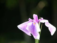 森町へ花を撮りに行ってきました?