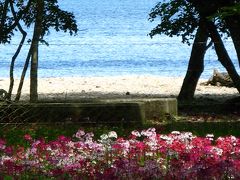 クリンソウの花園　in千手が浜　☆秘めた華麗さに魅せられて
