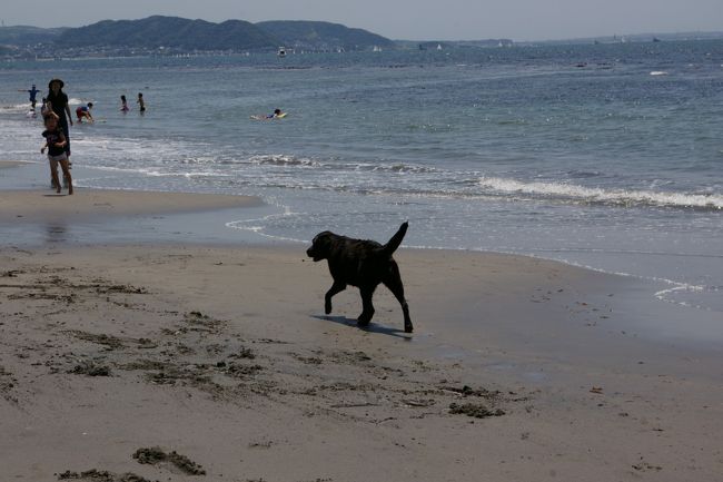 湘南の海岸久しぶりです。今からもう30年前、バリバリのサーファーだった頃、毎週のように訪れていた湘南の海。ホームグランドを辻堂にしていた時期もありましたが、年を重ねるごとに足が遠のいてしまい、今でも波乗りは続けていますが、ここ20年近くは外房ばかり。「湘南は波はないし、年齢層が低くておやじサーファーには居心地の悪い海」という先入観があって自然にこなくなってしまいました。仕事以外で来たのは20年ぶりくらいです。<br />でも、海岸線を歩いていて自分よりはるかに年季の入ったおやじがいっぱい見つけて、湘南もたまにはいいかな・・・・なんて思ってしまいました。でも、波は相変わらずないね・・・
