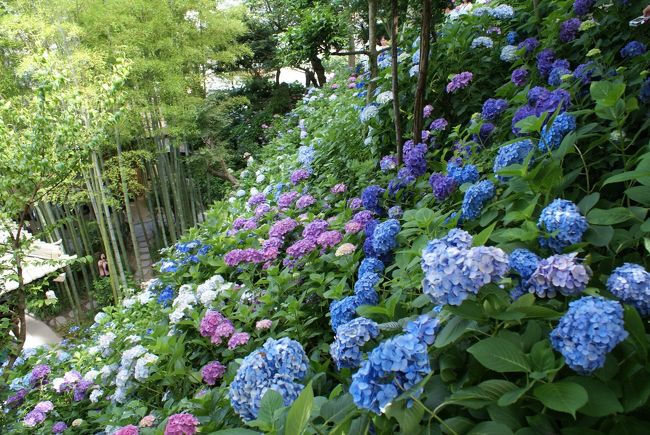 アジサイを愛でたいと急に思い立って鎌倉に出かけました。アジサイの種類がこんなにたくさんあるなんて知りませんでした。涼しげに美しく咲き誇るアジサイにすっかり魅せられました。