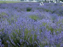 菖蒲花巡り