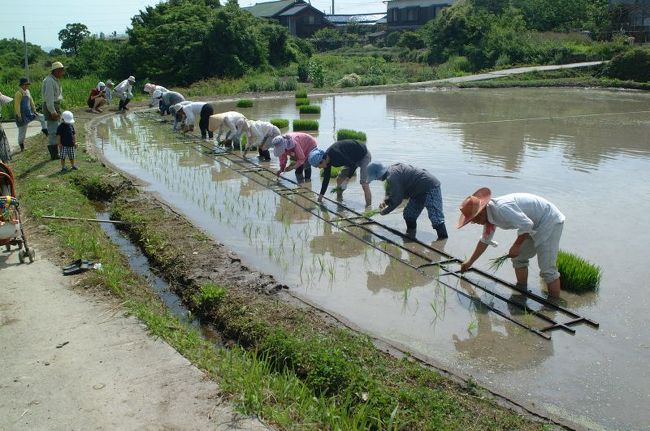 豊島の唐櫃岡で毎年行っている棚田くらぶの田植え。<br />今年は日照りが少し心配だったけど、五畝の田んぼの田植えを無事終える事が出来ました。