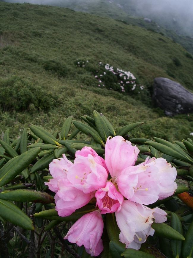 九州最高峰の宮之浦岳登山に挑戦。<br />往復１０時間以上のハードな行程だけど、<br />屋久島ならではの植物や地形に触れて、世界遺産の大自然を満喫！