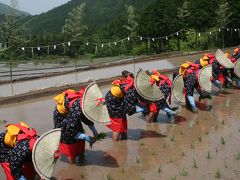 献上米の田植え・雲仙千々石棚田