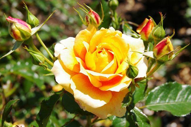 ＊久しぶりの晴天になったので，飛騨市河合町の「香愛ローズガーデン」へ薔薇を見に行ってきました。<br />＊今月中旬に開園したばかりで，今月中は無料開放しているようです。<br />＊花の状態は，第１回目の見頃も終わりに近づいている感じでした。<br />