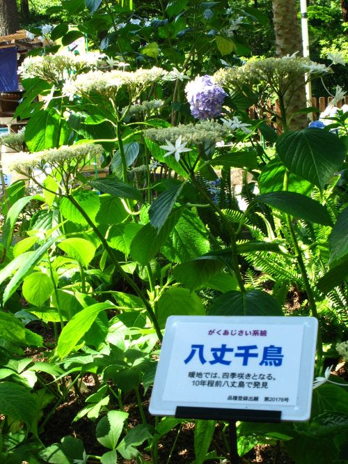 あじさい八丈千鳥　BS-02(開花実績株　小サイズ) あじさい八丈千鳥 BS-02(開花実績株 小サイズ) - メルカリ