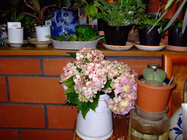 私の母の命日でした。<br />お墓のあたり一面、紫陽花の花が咲き誇っていました。<br /><br />あまりにも綺麗だったのでお墓からの紫陽花を花を頂いてきました。<br /><br />私の仕事部屋の机に飾り、亡き、母に思いをはせました。<br />母が亡くなって35年の歳月が過ぎました。<br /><br />息子は自分の命が存在する前にこの世を去った祖母へ思いを寄せる心を伝えてくれました。遠くバリ島から、これが家族と言う絆だと私は受け止めました。