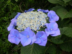 石神井公園の紫陽花