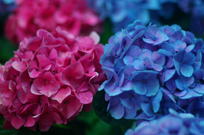 なんだか今年の梅雨はすっきりしない・・・<br />本当に梅雨なのかどうかも定かではないね。<br />梅雨入りしていないの？<br />梅雨明けしてしまったの？<br /><br />それでも梅雨の風物詩であるあじさいの花は見事に咲いている。<br /><br />というわけで、毎年恒例の箱崎宮のあじさい宴のあじさい撮影報告です。