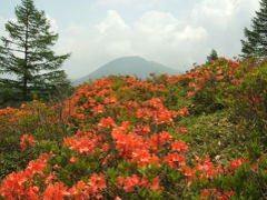 本白根と湯ノ丸の今どきの花