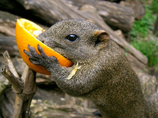 ２００６年に町田リス園に行って来ました。こちらに<br />居てる動物たちはタイワンリス、シマリス、キタリス<br />アカリス、エゾリス、ムギクラリス、リス以外では<br />プレリードッグ、うさき、カメ、ハムスターモル<br />モットがいます。リスの放し飼い広場ではネットで<br />囲まれた中に約１００匹のタイワンリスが放し飼い<br />されています。そこで直接餌与えられるようになって<br />います。餌は１００円でなべつかみの様な手袋くれる<br />ので手を入れて餌を乗せてあげるとリスが寄ってきます<br />朝１番やお客さんの少ない時はお腹が空いてるので<br />すぐ寄ってきますが、お腹空いていないとこちらから<br />居てるの見つけて与えないと中々来てくれません<br />タイワンリスの餌はひまわりの種です。<br /><br />沢山のリスさんに囲まれてみたい方は開園直後、閉園<br />間近の時間帯がおすすめだそうです。広場のタイワン<br />リスは薄明型で、朝と夕方が一番活発に活動する時間帯<br />だそうです。囲まれるだけでなく、リスに肩や手袋に飛び<br />乗って欲しい！スリリングな体験をしてみたい！方は<br />「平日」の朝、夕方の時間帯をおすすめだそうです。<br /><br />＊園内には、レストラン等、飲食施設はありません＊<br /><br />行かれる方はこちらのＨＰ見て参考にして下さいね<br /><br />★町田リス園公式ＨＰ★<br /><br />http://www13.ocn.ne.jp/~risuen/<br /><br />町田リス園は１９８８年１２月にオープン、当時東京都<br />町田市にはこれといった動物園などの娯楽施設がありま<br />せんでした。団地が多く、動物が飼えない家が多いので、<br />子供たちに動物と触れ合う機会を作れるようにということ<br />で、ふれあい形式の動物公園が企画されたそうです。<br />ここは学校教育終了後の障害者の社会生活に必要な能力<br />を養い育てるといった授産施設としての一面もあります。<br /><br /><br />動画、旅行に行った時の写真載せています。宜しくお願いします<br /><br />http://noriko37.hp.infoseek.co.jp/index.html<br /><br />