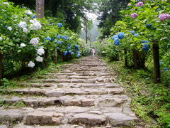 大平山のあじさい坂で花観賞【栃木市】