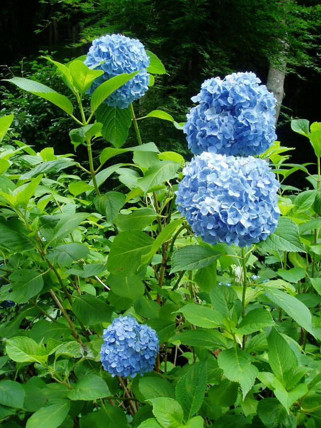 6月24日は日曜日だというのに出勤でした。<br />せめて昼休みに、地元の名所「あじさい坂」にでもと思い、とても軽い気持ちで行ってみたら、県外ナンバーの車で渋滞しているのにビックリしました。<br />しかもいつもは無料の駐車場が、7月1日まで300円也!とのこと(T_T)<br />あ~あ、あじさい坂よ、おまえもか・・・<br />しかし、ここまで来て帰るのもなんなので、前進しょうと決意!<br />(この時点で、既に考えの甘さに気づいていればよかったのですが・・・)<br />とにかく、きれいな紫陽花を眺めて、優雅に・・・という考えでいっぱいだったのでした。<br /><br />