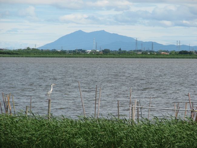 印旛沼は、多目的貯水池として安定的な水利用ができるように、沼の水位を一定に保つよう管理されています。<br />沼の水位が低下した場合は、利根川の水を長門川を通じて酒直揚水機場から汲み上げます。また降雨により沼の水位が上昇した場合は酒直水門から長門川へ自然排水し、印旛水門から利根川へ流れていきます。<br />台風などで大雨が降り、利根川の水位があがり、印旛沼の水を自然に利根川へ排水できなくなった時は、利根川に繋がっている印旛水門を閉め、利根川から長門川に逆流するのを防ぐとともに、印旛排水機場のポンプを運転し利根川へ排水します。<br />それでも印旛沼の水位が下がらない時は、さらに大和田排水機場のポンプを運転して、花見川を通じて東京湾に排水します。<br /><br />印旛沼の水は、千葉県民の大切な水瓶です。１年間に使われる水の量は、２億９千万立方メートルで、６０％が工業用水として京葉工業地帯へ送られ、２４％が農業用水として周辺６３００ヘクタールの田畑を潤し、１６％が水道用水として千葉県柏井浄水場に送られて、必要な水需要に応えています。<br /><br />今回は、双子橋から印旛捷水路、北印旛沼を散策し酒直水門に至る、９．２ｋｍを歩きました。途中、ナウマン象発掘地点、甚兵衛渡し跡、甚兵衛大橋、松虫川合流地点、和の船着場、長門川合流地点などに立ち寄りました。<br /><br />印旛捷水路は、山間部を切り開いて作られており、ロケーションがとても良い。水門も無いので水の動きも大変良く、水深もあり、足場も良く、釣りの好ポイントが多い。ブラックバスやヘラブナ、マブナ、コイなど魚影は濃い。北印旛沼は、西印旛沼にくらべ周辺に市街地もなく、自然豊かな所です。冬には、多数の水鳥が飛来してきます。また、猛禽類を多数見る事の出来る、貴重なスポットです。<br /><br />2007/06/29 第１版<br />2011/04/01 第２版<br />2011/09/29 第３版<br />2012/08/24 第４版