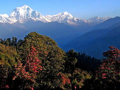ネパールでエベレストと石楠花を満喫