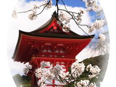 清水寺の桜