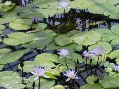 バラの花咲く神代植物園と、深大寺散策。